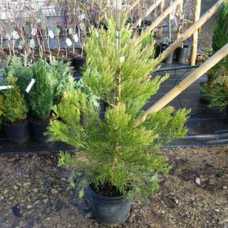 Sequoia Gigante, Sequoiadendron Giganteum, Pianta in Vaso 9x9 cm h. 30 cm