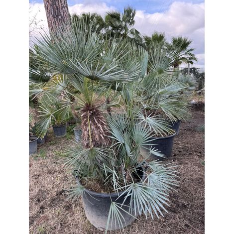 Palma nana blu - Chamaerops humilis var. cerifera 2 tronchi H 50/60cm di tronco
