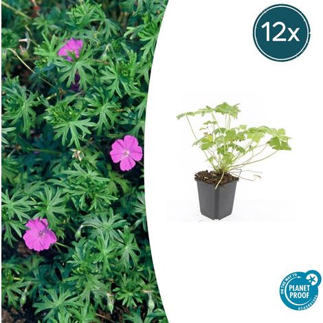 Lot de 12 Géraniums Vivaces Tiny Monster, Fleurs Bleu Profond, Couvre-sol, 10-25 cm, Ø 9 cm - PANGIVO (1/5)