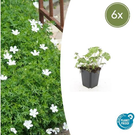 Lot de 6 Géraniums Vivaces Sanguineum Album Fleurs Blanches Couvre-sol Jardin 10-25 cm Ø 9 cm - PANGIVO (1/5)