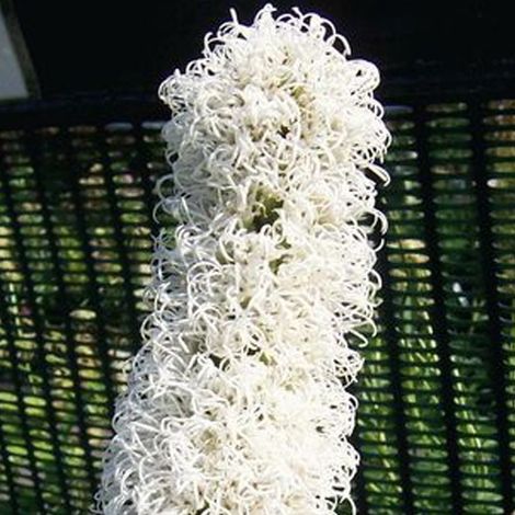 4 x Liatride, Plume du Kansas 'Floristan Weiss' - godet 9x9 cm (1/4)