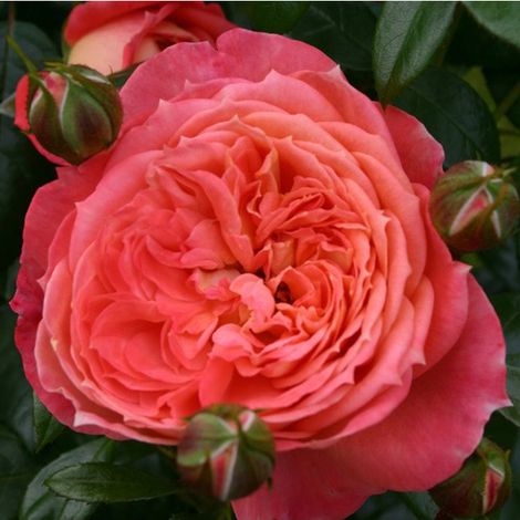 2 x Rosa  - Kordes Rose des fées - Rosa 'Queen Of Hearts'®