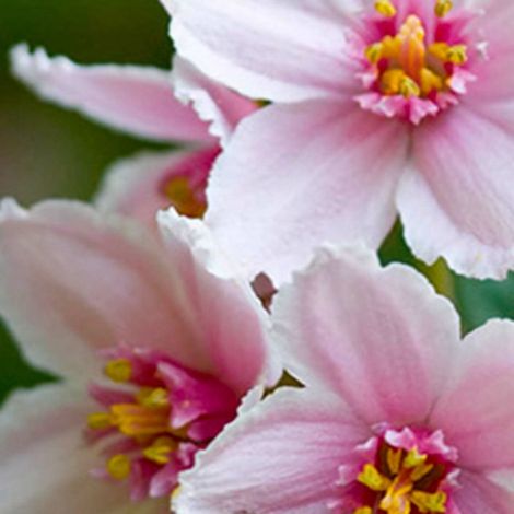 Deutzia 'Mont rose' (Deutzia x hybrida 'Mont rose') (1/5)