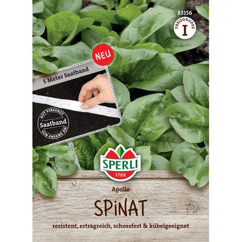 Sperli Spinat Apollo Saatband - Gemüsesamen (1/2)