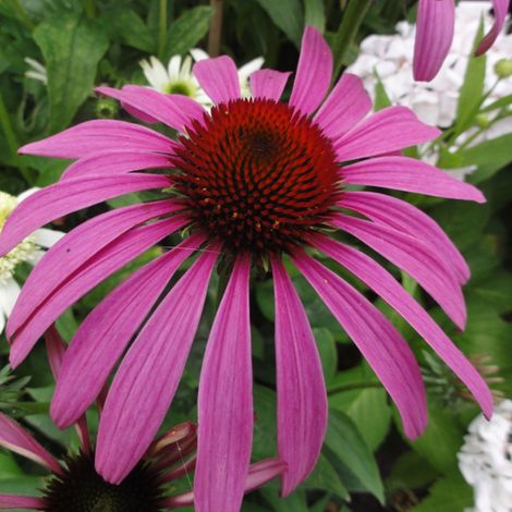 4 x Rudbeckia pourpre 'Rubinstern' - godet 9x9 cm (1/4)