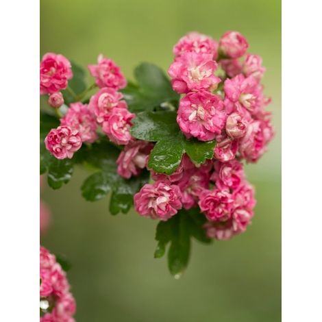 Aubépine 'Rosea Flore Pleno' Pot de 7,5L/10L (1/2)