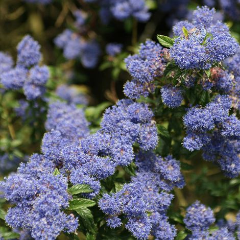 Lilas de Californie  - Ceanothus 'Concha'  - 30-40 cm pot