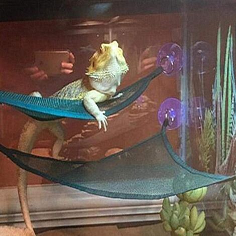 Ensemble d'accessoires pour hamac et échelle de repos pour reptiles