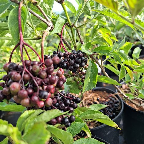Sureau noir 'Haidegg 17' Pot de 3L/4L, Touffe