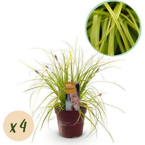 Lot de 4 Graminées Ornementales Carex oshimensis Everillo Jaunes Persistantes - Pot 17cm H50cm - PANGIVO (1/5)