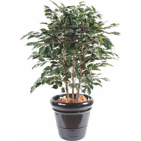 Ficus Exotica Artificiel H80 cm L60 cm en buisson tronc naturel en pot - dimhaut: H 80 cm - couleur: Vert