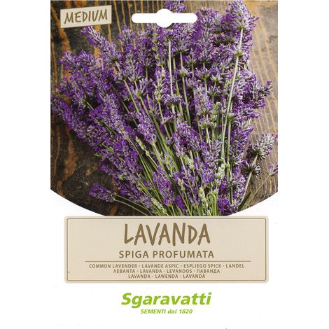SEMI PER ORTAGGI E VEGETALI lavanda spiga
