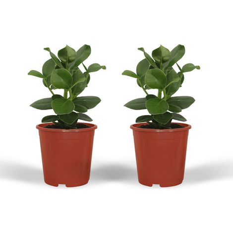 Clusia Princess Lot de 2 Plantes d’Intérieur Feuillage Vert Foncé Brillant Pot 12 cm Hauteur 15 cm - PANGIVO (1/5)