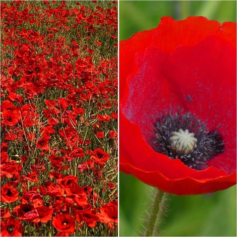 Semillas de Amapola. Papaver Rhoeas. Ecol�gica