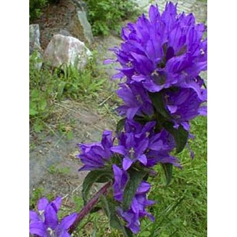 Campanule à bouquets 'Joan Elliott' Godet de 8/9 cm (1/5)