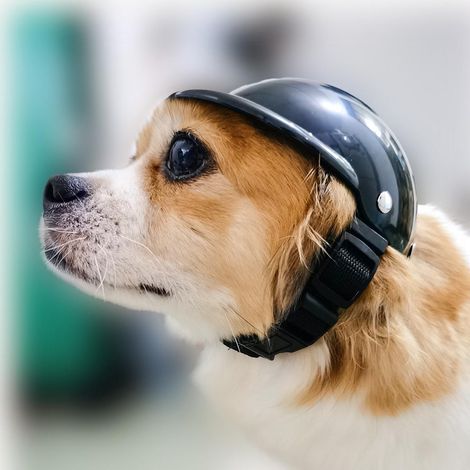 Casque pour chat et petit chien, ABS moto ajustable avec aérations, sécurité animaux, casque de protection pour chiens de petite taille. (1/4)