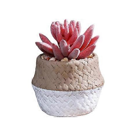 Cactus artificiel pour plantes succulentes, petites succulentes, décoration intérieure