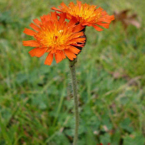 4 x Épervière orangée - Hieracium aurantiacum  - godet 9x9 cm