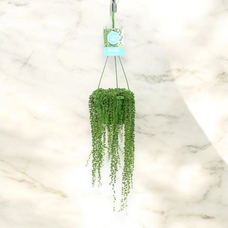 Gardenaria Senecio rowleyanus - Pianta da interno ornamentale - Altezza: 15 cm (vaso 11) (1/5)