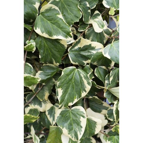 Lierre Grimpant Hedera Colchica Dentata Variegata Lot de 4 Plantes 65 cm Pot 15 cm - PANGIVO