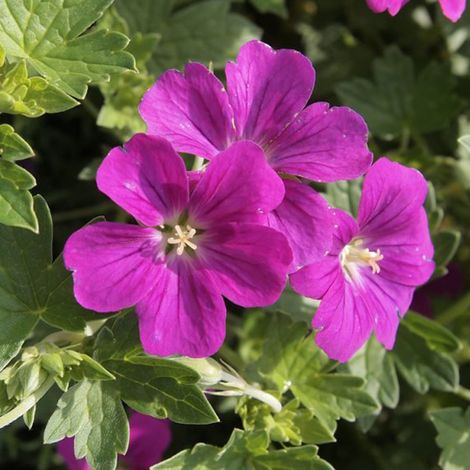 4 x Géranium vivace 'Russel Prichard' 'Russell Prichard' - godet (1/5)