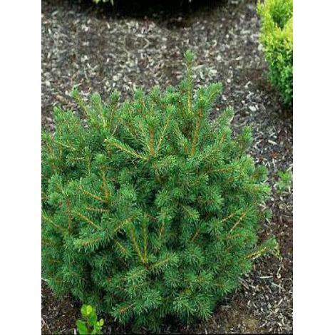 Épicéa 'Maxwellii' Pot de 2L/3L