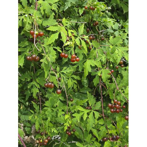 Vigne vierge à feuilles d'aconit Pot de 2L/3L (1/2)