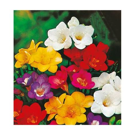 FREESIA MELANGE - 15 BULBES + 5 OFFERTS