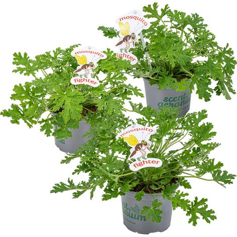 Lot de 3 géraniums citronnés anti-moustiques – Parfumés – Hauteur 15-20 cm – Pot de ⌀10,5 cm – Utilisation intérieure et extérieure