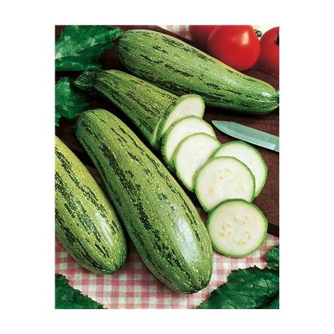 COURGETTE VERTE NON COUREUSE D'ITALIE - 5 G