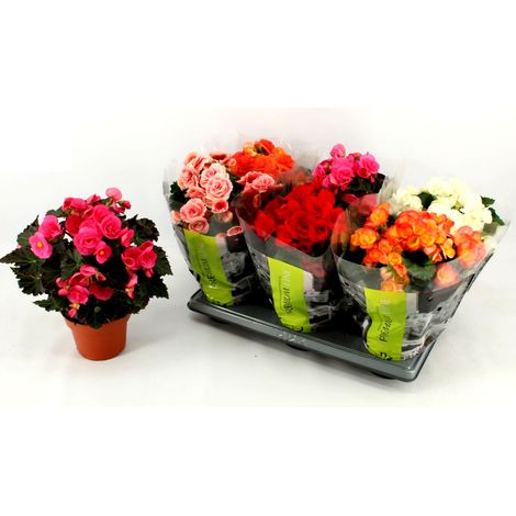 Pack de 6 Plantas de Begonia Elatior Premium Variadas