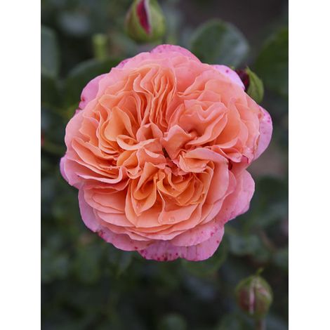 Rosier à fleurs groupées 'Coral Lions-Rose' Pot de 3L/4L