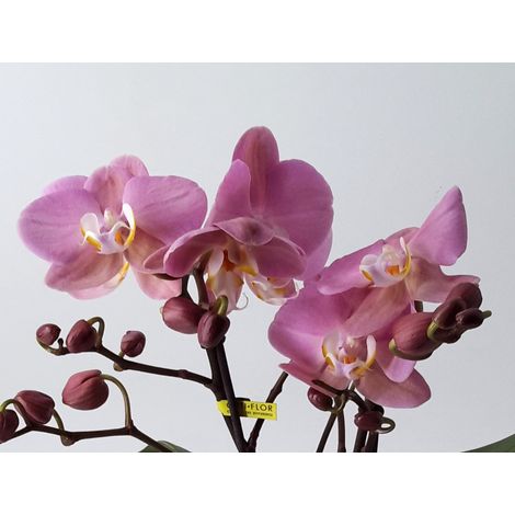 PHALENOPSIS TABLO COSMOPOLITAN IN VASO DA 12CM (1/2)