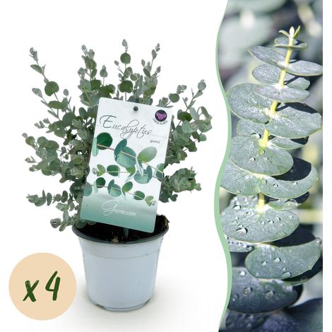 Eucalyptus gunnii - Lot de 4 Arbres d'Eucalyptus Rustiques Parfumés - Pot 14cm - Hauteur 30cm - PANGIVO (1/5)
