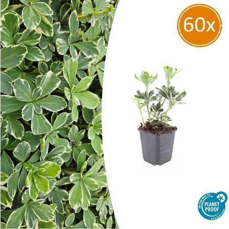 Lot de 60 Pachysandra terminalis 'Variegata' Couvre-sol Vivace Persistant Panaché 10-25cm Ø9cm - PANGIVO (1/5)