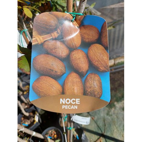 Noce Pecan (albero 4/5 anni) (1/3)