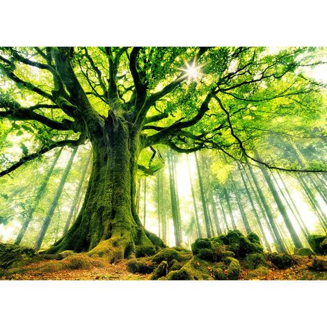 Tableau nature arbre dans la forêt | Tableau couloir feuille vert & rayons du soleil | Tableau sur toile vert pour bureau - 0,7 x 0,5 m (1/2)