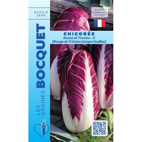 Chicorée à large feuille Rosa di Treviso 2 ( rouge de Trèvise ) - 4g