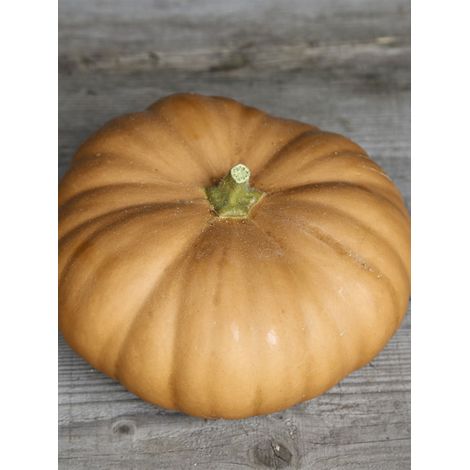 Courge musquée 'Tancheese' le sachet de 20 graines (2g) (1/2)