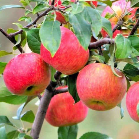 Pommier 'Rubinette' (Malus domestica 'Rubinette') (1/3)