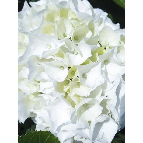 Hortensia - Hydrangea macrophylla Wudu