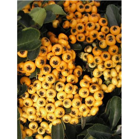 Buisson ardent 'Saphyr Jaune® 'cadaune' ' Pot de 2L/3L (1/2)