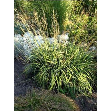 Molinie bleue 'Heidebraut' Godet de 8/9 cm (1/2)