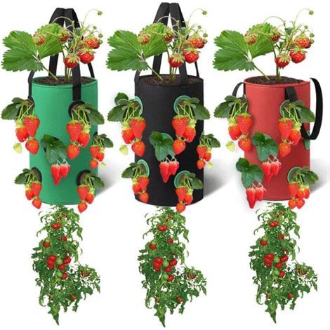 Lntyq 3 sacs de culture pour à suspendre,Sac pour plantes à poser,sacs de avec 12 trous plantation respirants,pour fraises, herbes, fleurs, légume,20cm35cm(Rouge, Noir, Vert) (1/5)