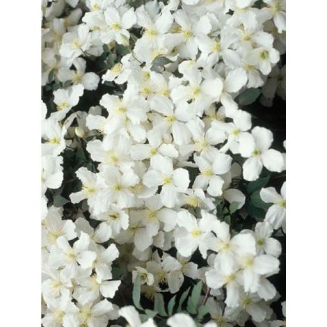 Clématite des montagnes 'Spooneri' Pot de 2L/3L (1/2)