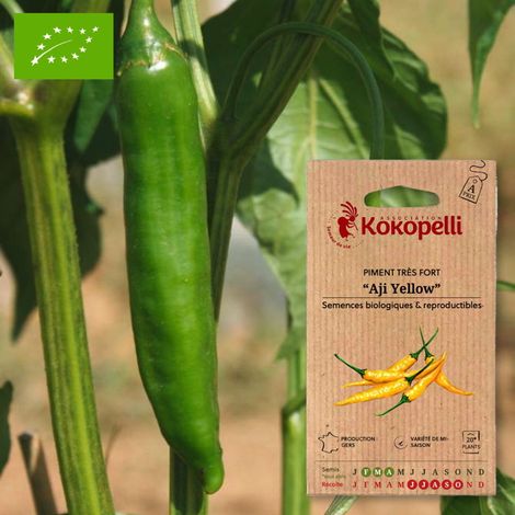 Piment Aji Yellow- Graines bio à semer (1/2)