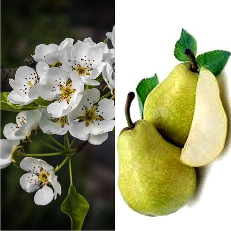 Planta Frutal Peral Williams. Pera Grande Jugosa. 80 - 100 Cm