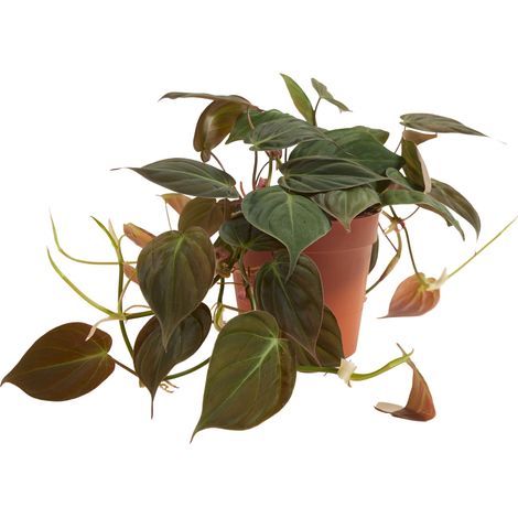Bloomique - Philodendron Scandens Micans - Plante retombante - Convient également comme plante grimpante - Plante d'intérieur - Purificateur d'air - Facile d'entretien - Hauteur 15-20 cm - Pot 12 cm