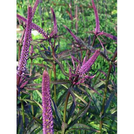 Veronicastrum virginicum 'Red Arrows' Godet de 8/9 cm