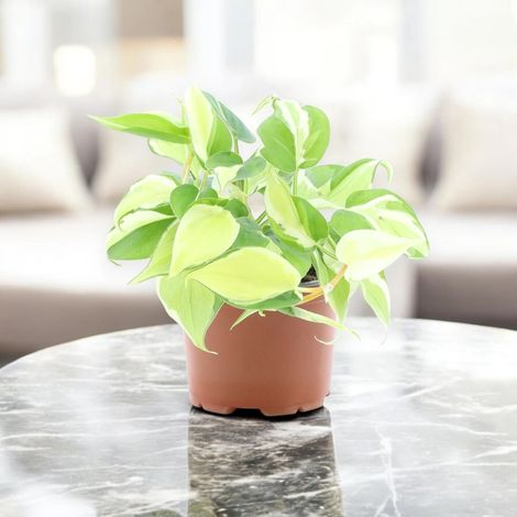 Gardenaria Philodendron scandens 'Rio' - Pianta da interno ornamentale - Altezza: 30 cm (vaso 12) (1/5)